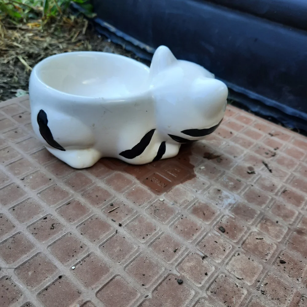 Water/Food dish